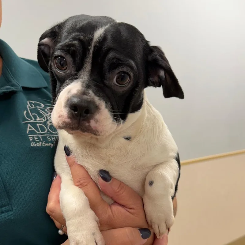 A young small-sized female White / Cream Mixed Breed dog named Crazy Frog for adoption in Naperville, IL