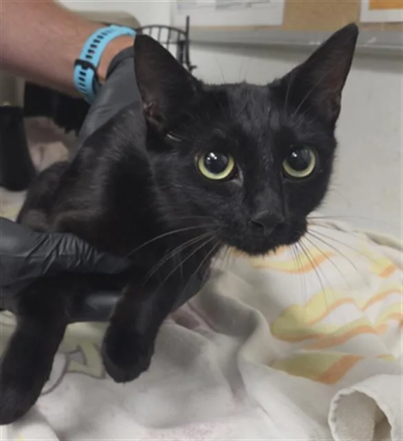 A young small-sized female Domestic Short Hair cat named Zamerra for adoption in Camarillo, CA