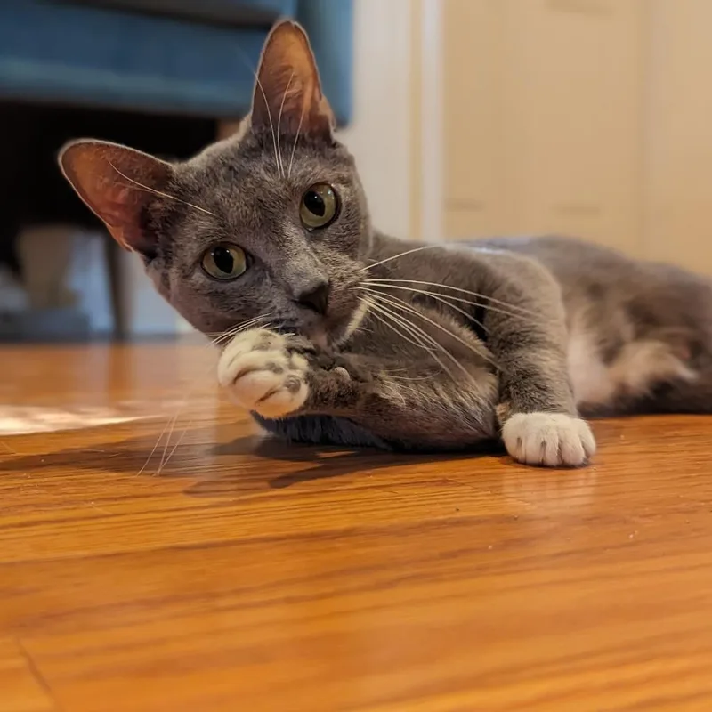 Tempesta thumbnail 2