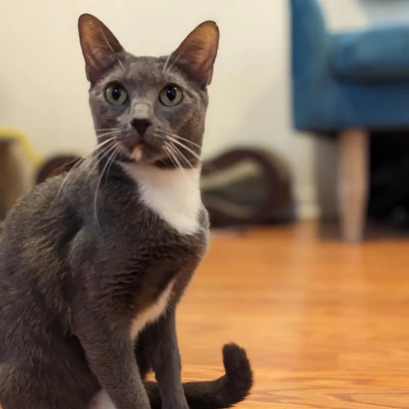 Tempesta thumbnail 3