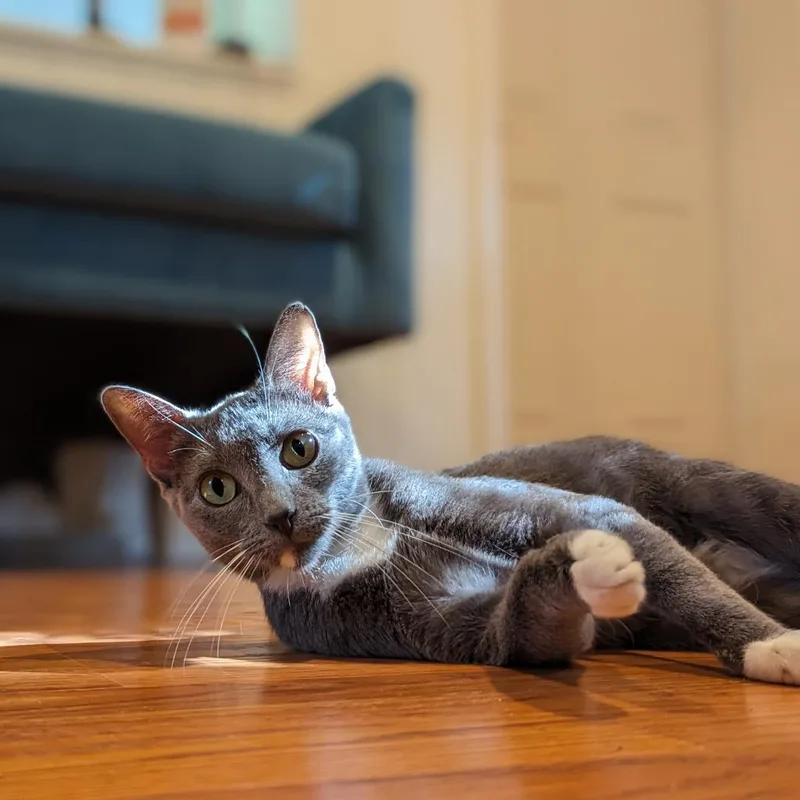 Tempesta thumbnail 4