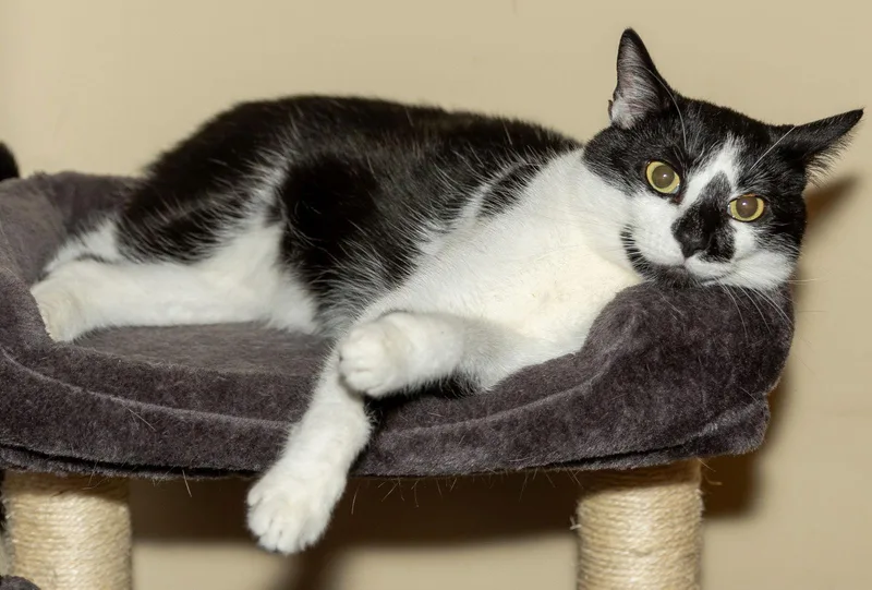 Biscuit Catio thumbnail 3