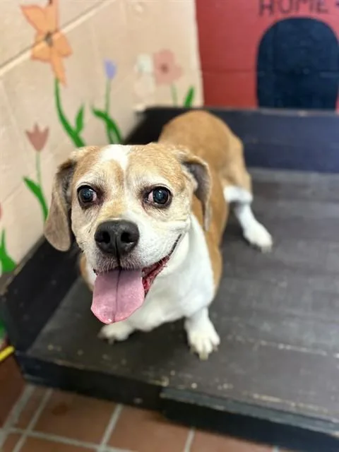 A senior medium-sized female Basset Hound dog named Little Miss Milli for adoption in Castaic, CA