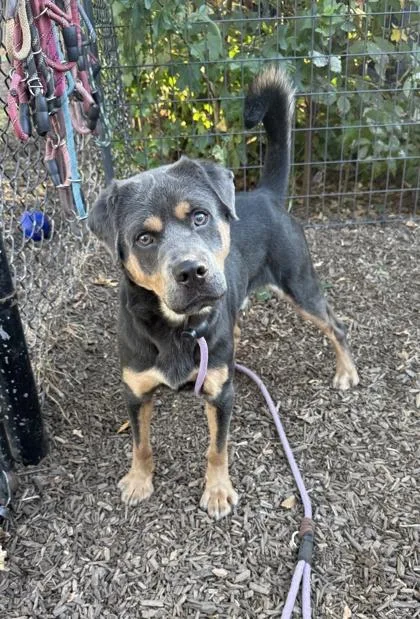 An adult medium-sized male Mixed Breed dog named Glasgow for adoption in Chamblee, GA
