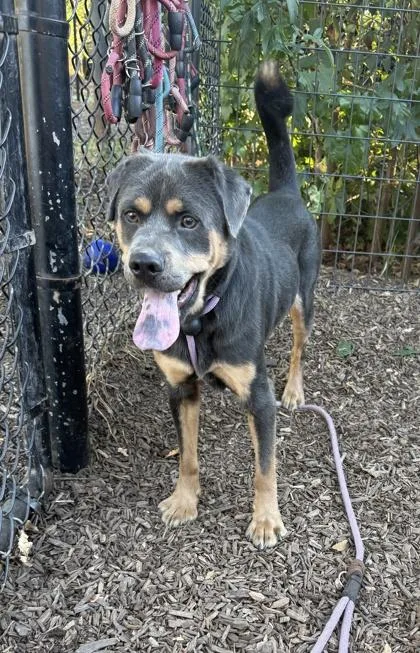 Glasgow thumbnail 2