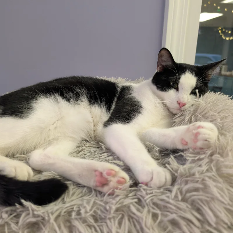 A young medium-sized male Black & White / Tuxedo Tuxedo cat named Ross for adoption in Bonaire, GA