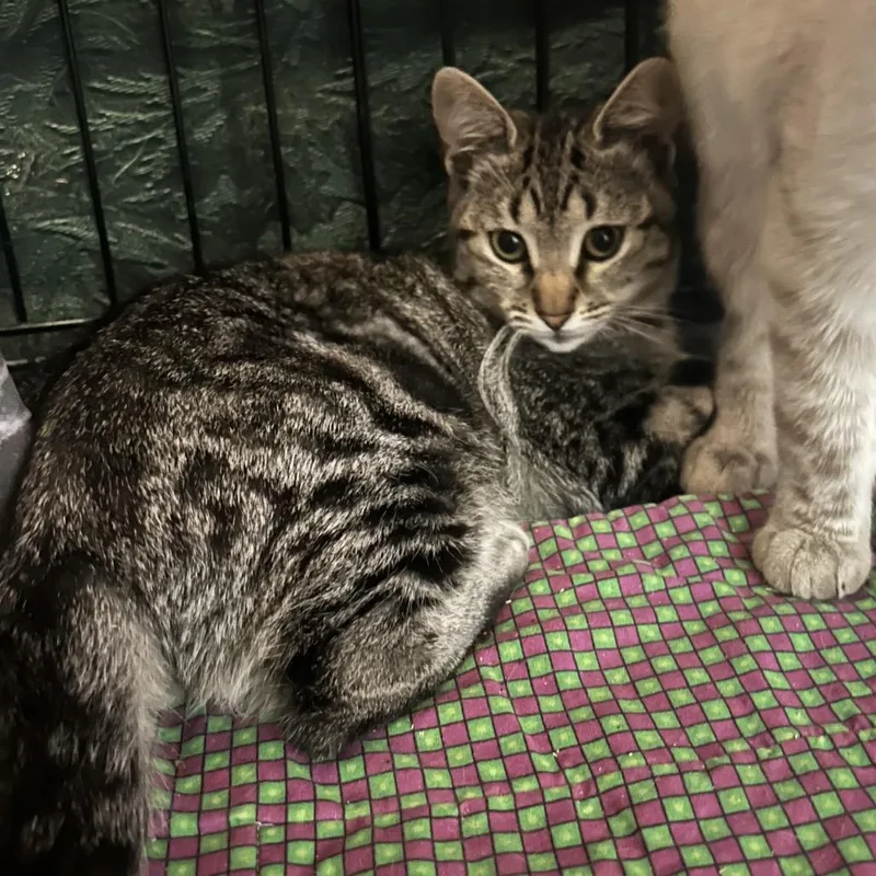 A baby small-sized female Gray / Blue / Silver Domestic Short Hair cat named Brianna for adoption in Veneta, OR