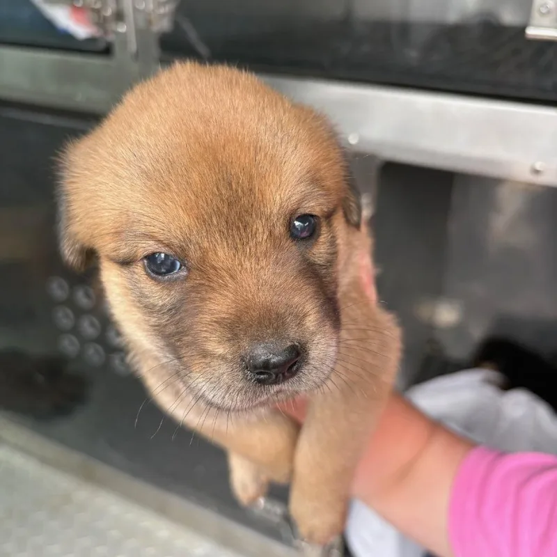 A baby small-sized female Yellow / Tan / Blond / Fawn Mixed Breed dog named Flamingo for adoption in Bryan, TX