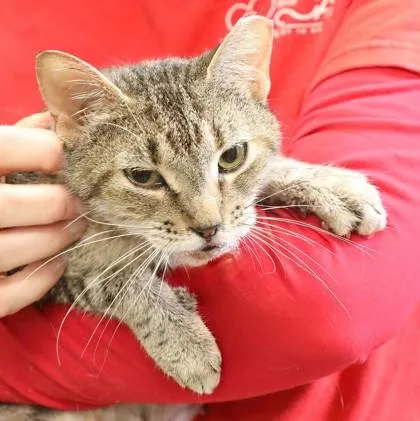 An adult medium-sized female Domestic Short Hair cat named Canadian Healthcare for adoption in West Chester, PA