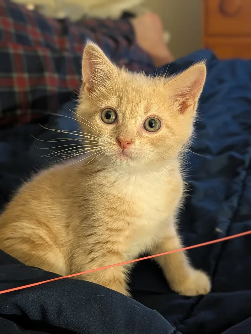 A baby small-sized male Buff / Tan / Fawn Domestic Short Hair cat named Chicken Nugget for adoption in Pittsburgh, PA