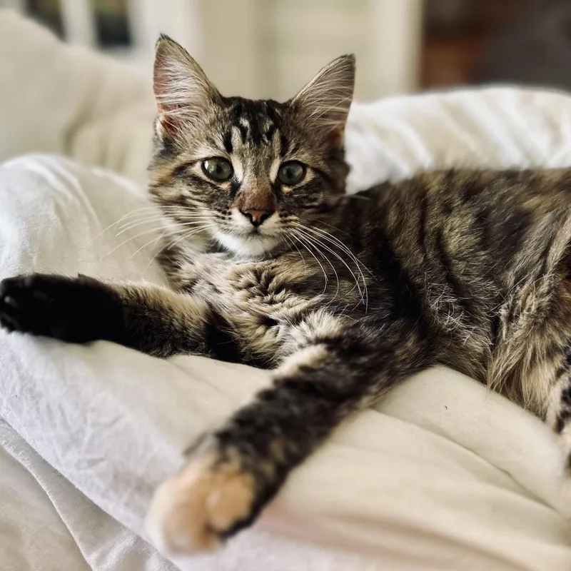 A baby small-sized female Tortoiseshell Domestic Medium Hair cat named Paige Turner for adoption in Rochester, MN