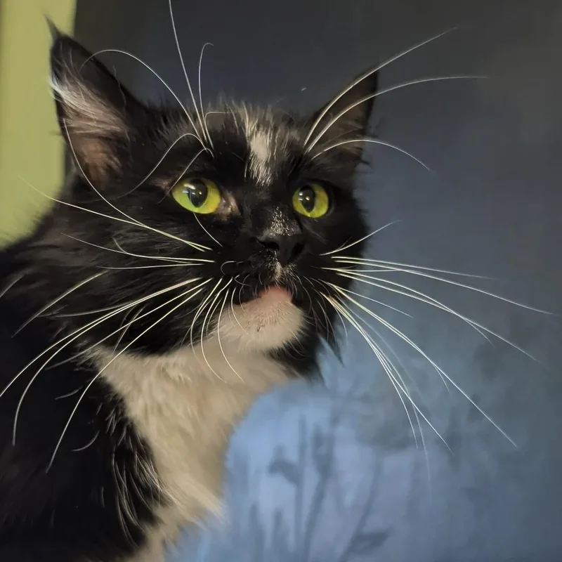 An adult medium-sized female Black & White / Tuxedo Domestic Long Hair cat named Mummy for adoption in West Jefferson, OH