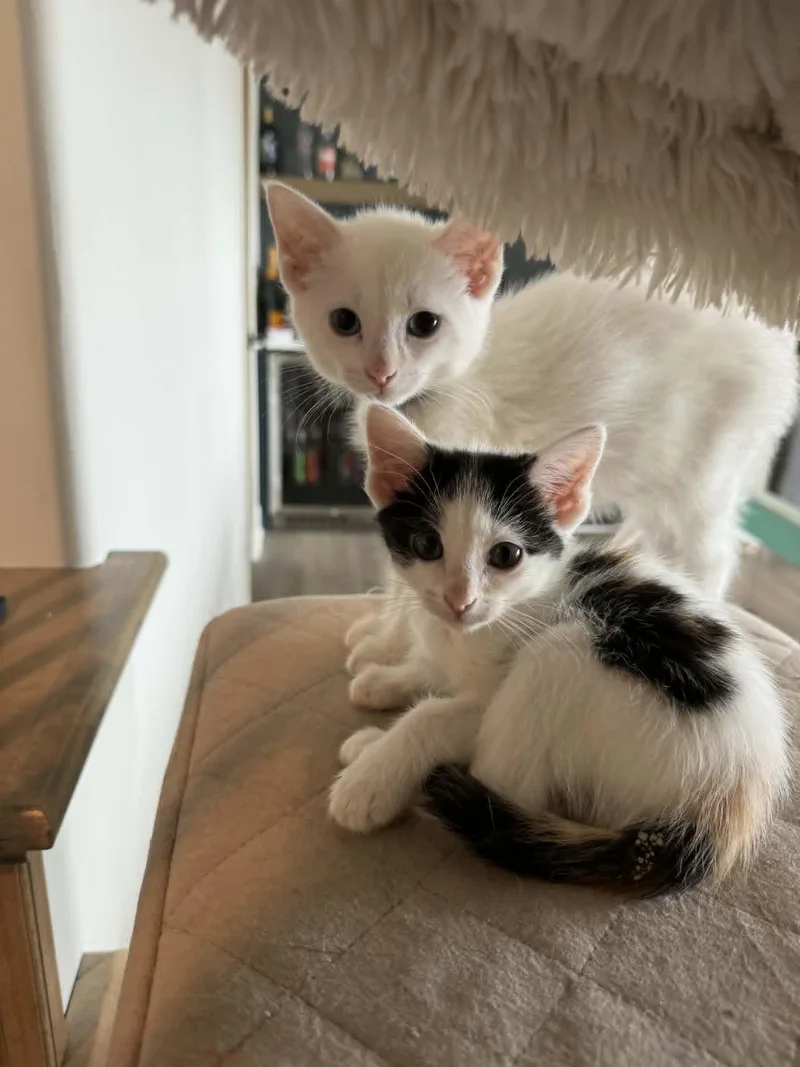 A baby medium-sized female Calico Domestic Short Hair cat named Dilla for adoption in Overland Park, KS