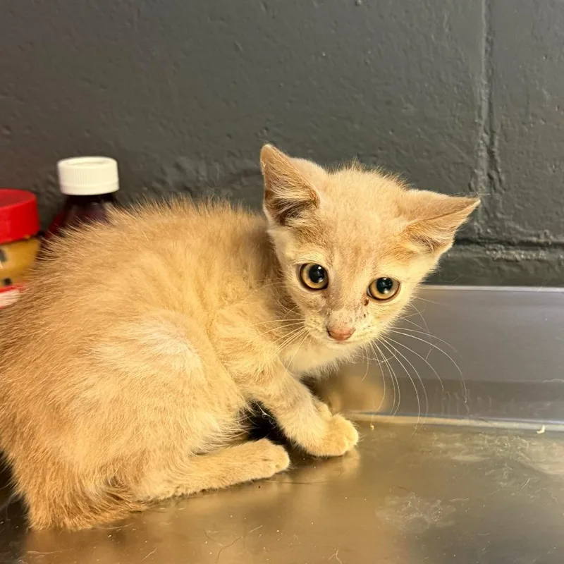 A baby small-sized male Cream / Ivory Domestic Short Hair cat named TUSCStray for adoption in Tuscaloosa, AL