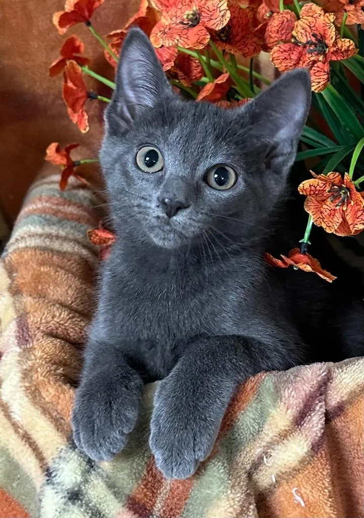 A baby small-sized female Domestic Short Hair cat named Panadora for adoption in Stillwater, OK