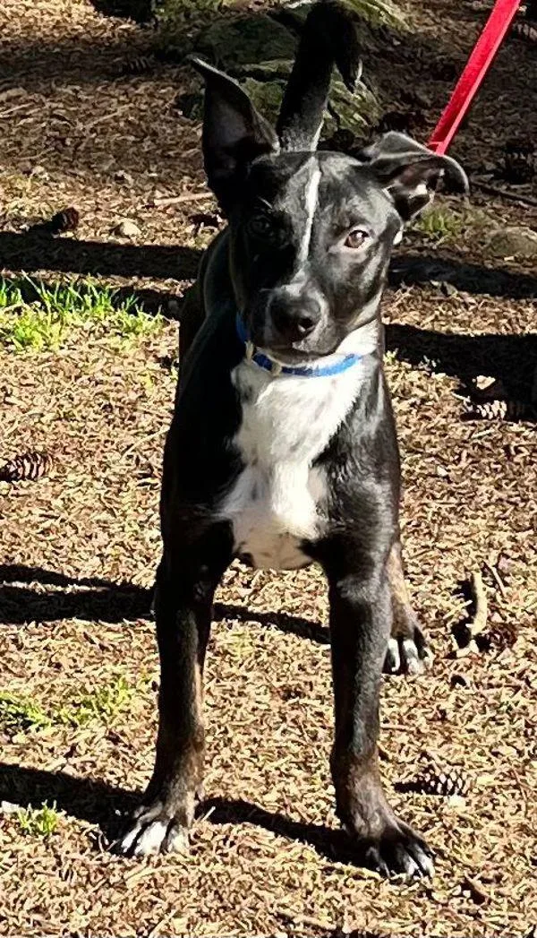 A young medium-sized male Siberian Husky dog named Isaac for adoption in Vancouver, WA