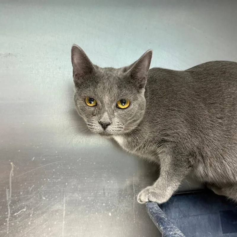 A young small-sized female Gray / Blue / Silver Russian Blue cat named Kip for adoption in Casa Grande, AZ