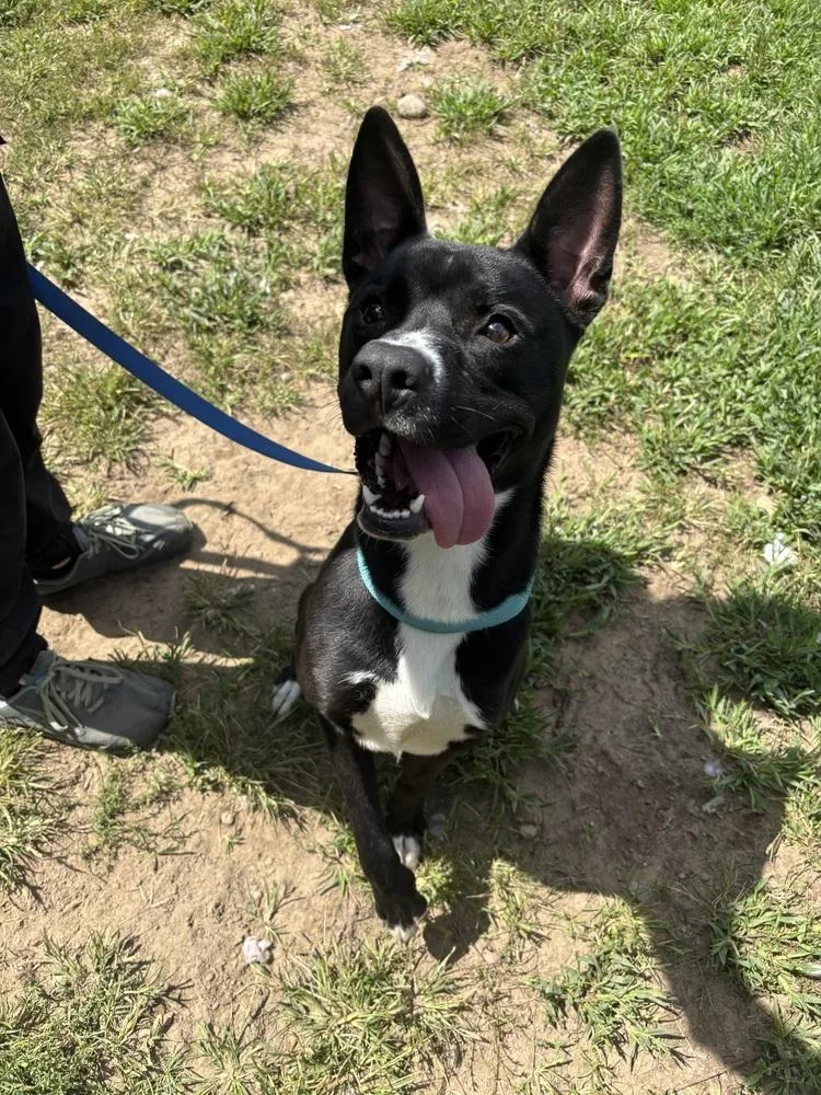 An adult large-sized male Tricolor (Brown, Black, & White) Husky dog named Midnight for adoption in Kalamazoo, MI