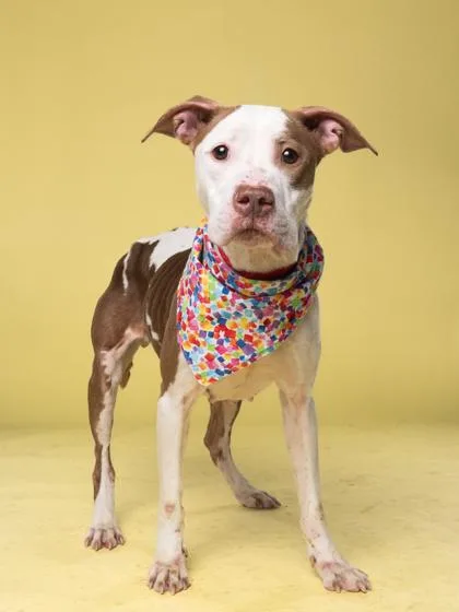 An adult medium-sized female Mixed Breed dog named Maki for adoption in Atlanta, GA