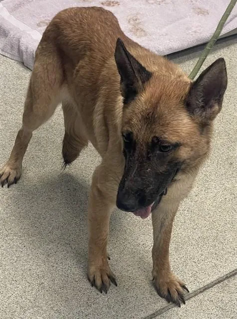 An adult medium-sized female German Shepherd Dog dog named Sheba for adoption in Tallahassee, FL