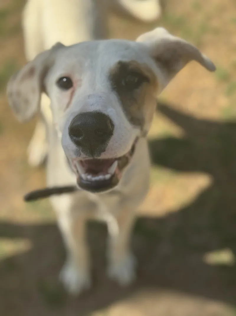A baby medium-sized female Apricot / Beige Whippet dog named Polly for adoption in Bakersfield, CA