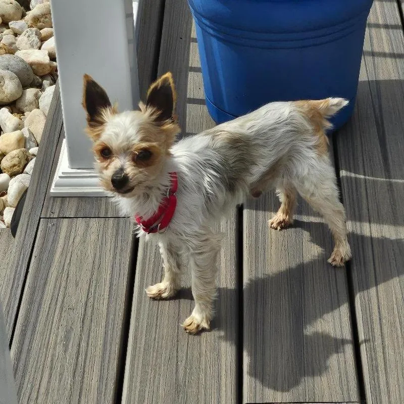 A senior small-sized male Yellow / Tan / Blond / Fawn Yorkshire Terrier dog named Iggy for adoption in Sinking Spring, PA