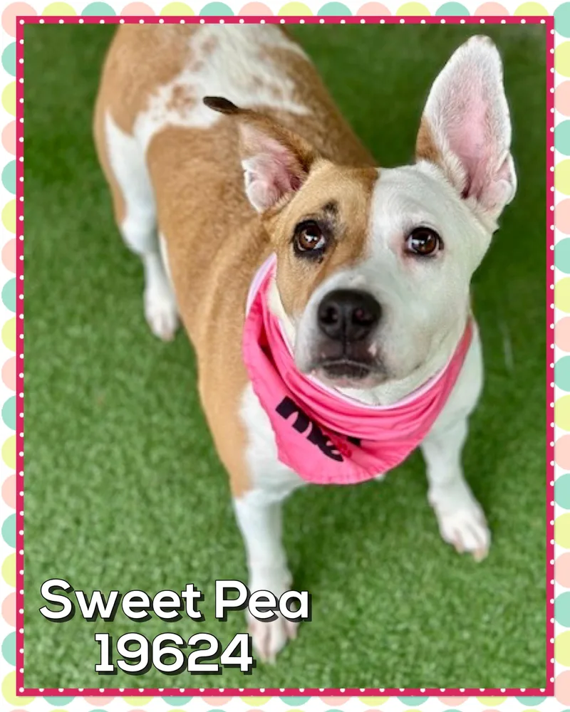 Sweet Pea