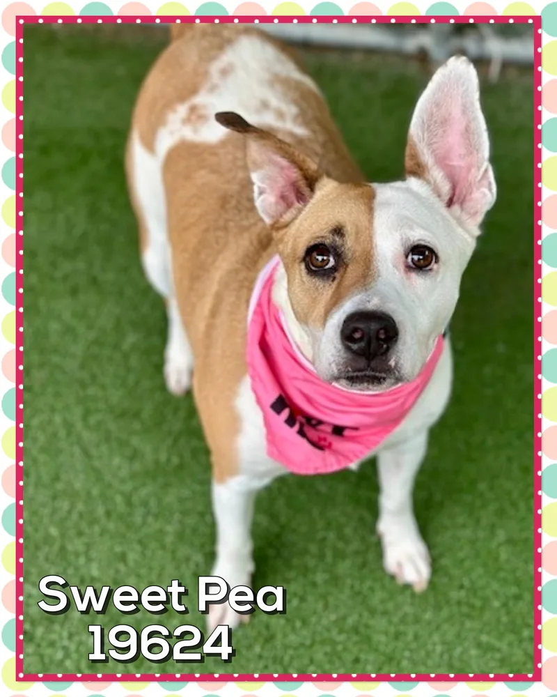 Sweet Pea thumbnail 2