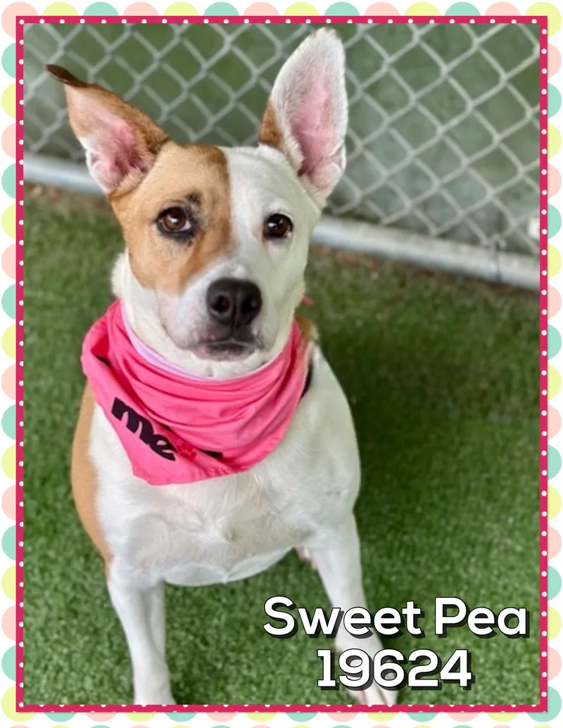 Sweet Pea thumbnail 4