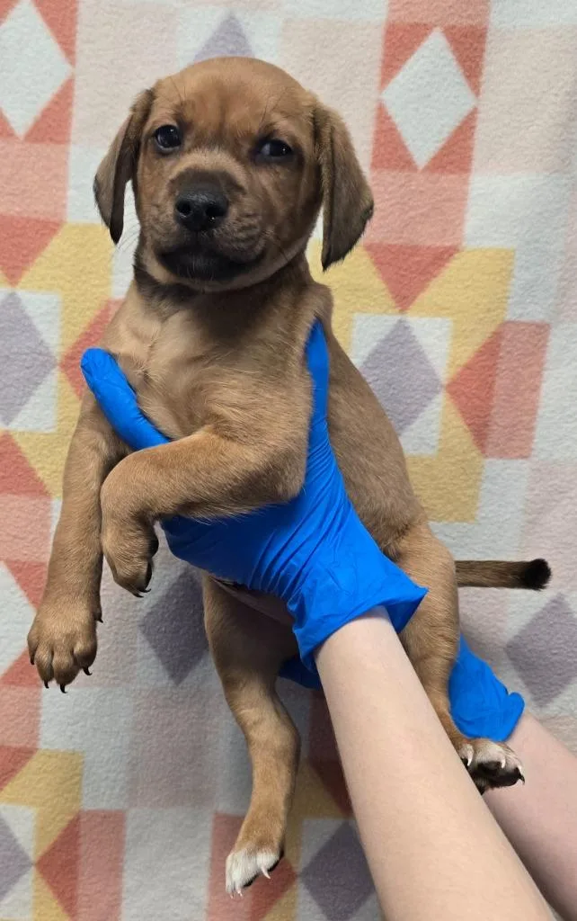 A baby small-sized male Beagle dog named Theo for adoption in Murphysboro, IL