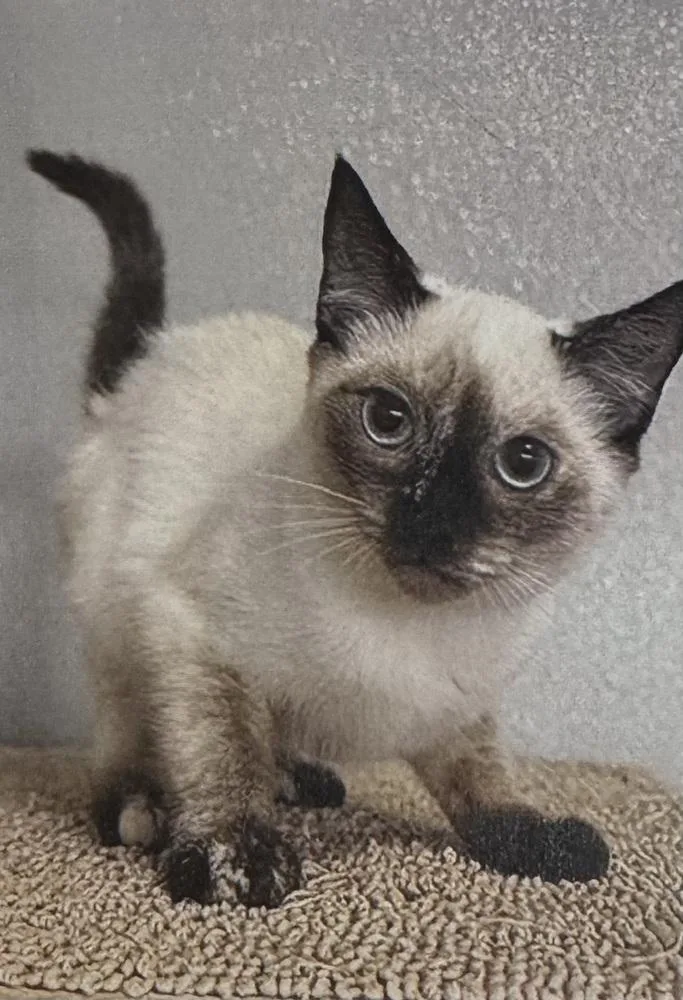 A young small-sized female Domestic Short Hair cat named Simone for adoption in Fort Madison, IA