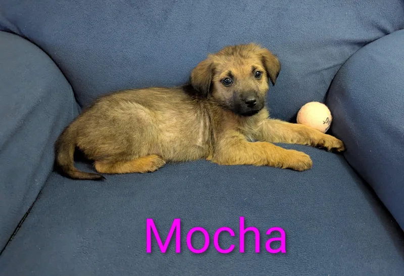 Mocha