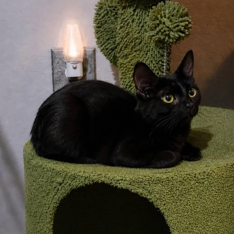 A young medium-sized female Black Domestic Short Hair cat named Nikki for adoption in Queen Creek, AZ