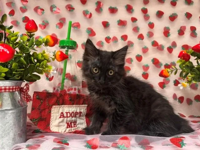 A baby small-sized male Domestic Short Hair cat named Pineapple for adoption in Fairfield, CA