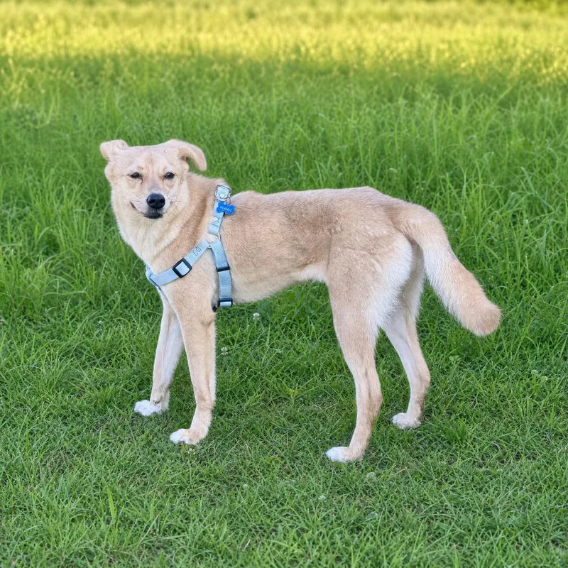 A young medium-sized female Yellow / Tan / Blond / Fawn Mixed Breed dog named Amelia for adoption in Huntsville, AL