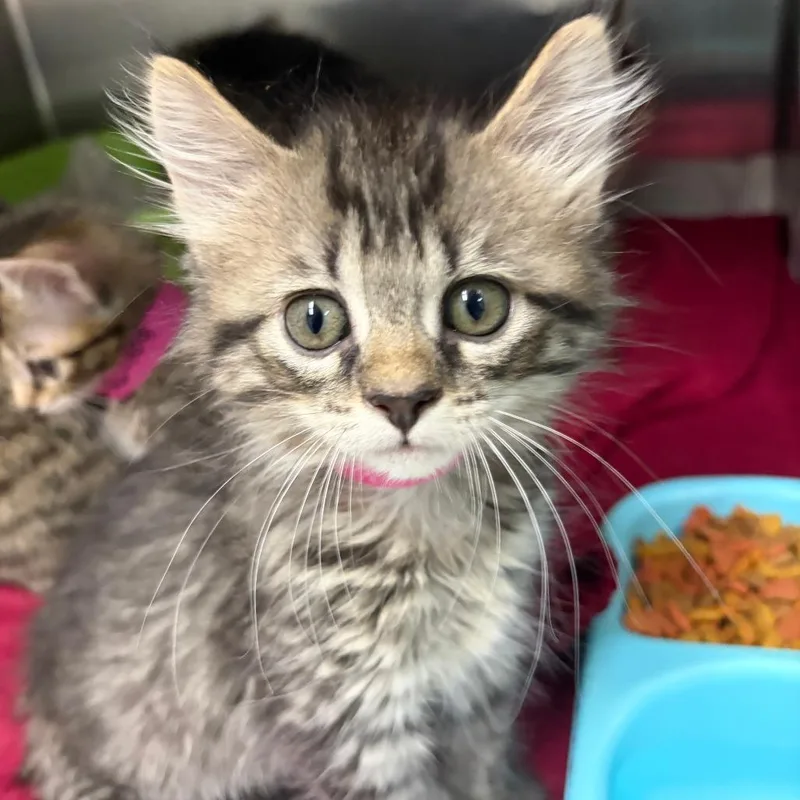 A baby small-sized female Black Domestic Short Hair cat named Maddie for adoption in Ardmore, OK