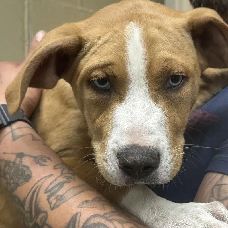 A baby medium-sized male Yellow / Tan / Blond / Fawn Pit Bull Terrier dog named Telly for adoption in Coos Bay, OR
