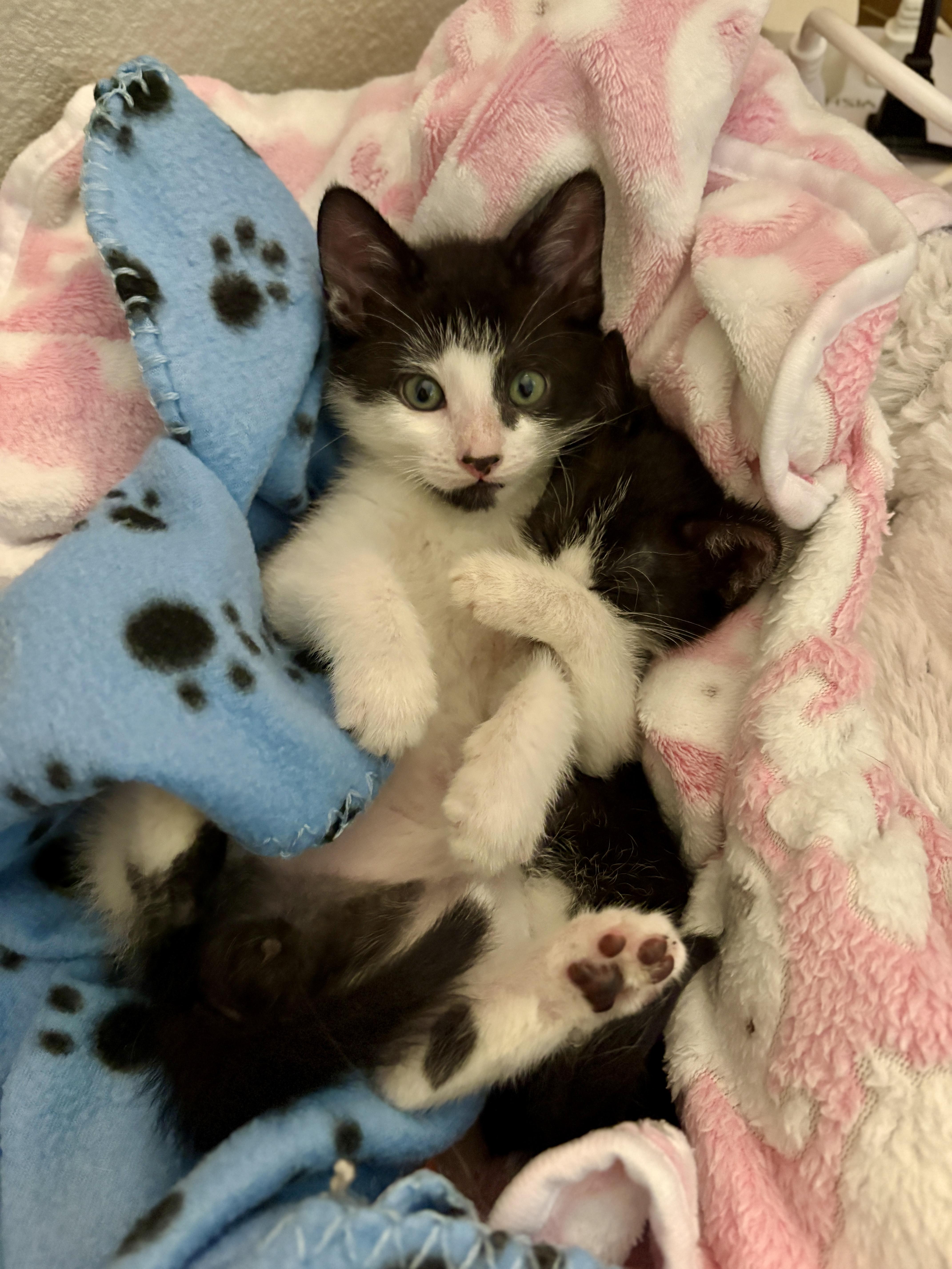 A baby medium-sized male Black & White / Tuxedo Domestic Short Hair cat named Pierre for adoption in Davis, CA