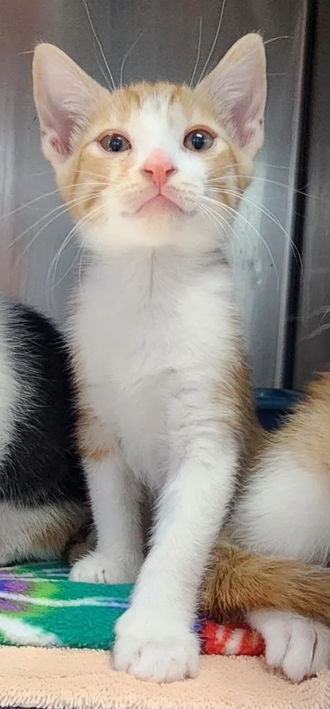 A baby small-sized male Domestic Short Hair cat named Picaso for adoption in Cottonwood, AZ