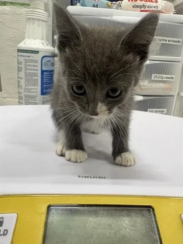 A baby small-sized female Domestic Medium Hair cat named Rumi for adoption in San Martin, CA