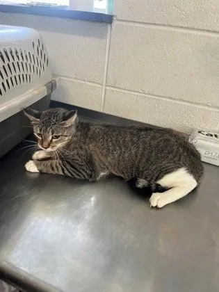An adult medium-sized female Domestic Short Hair cat named Mandi for adoption in Port Allen, LA