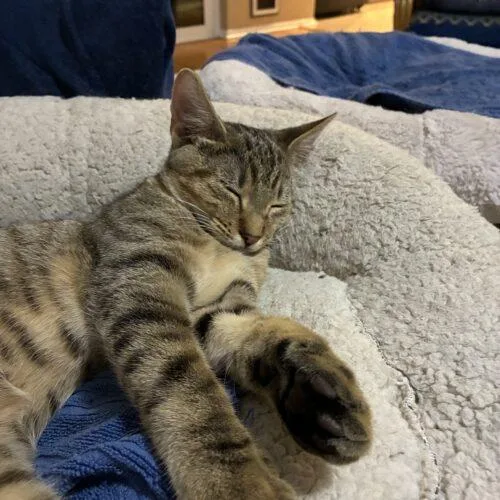 A baby small-sized male Tabby (Brown / Chocolate) Domestic Short Hair cat named Speeder for adoption in Tampa, FL
