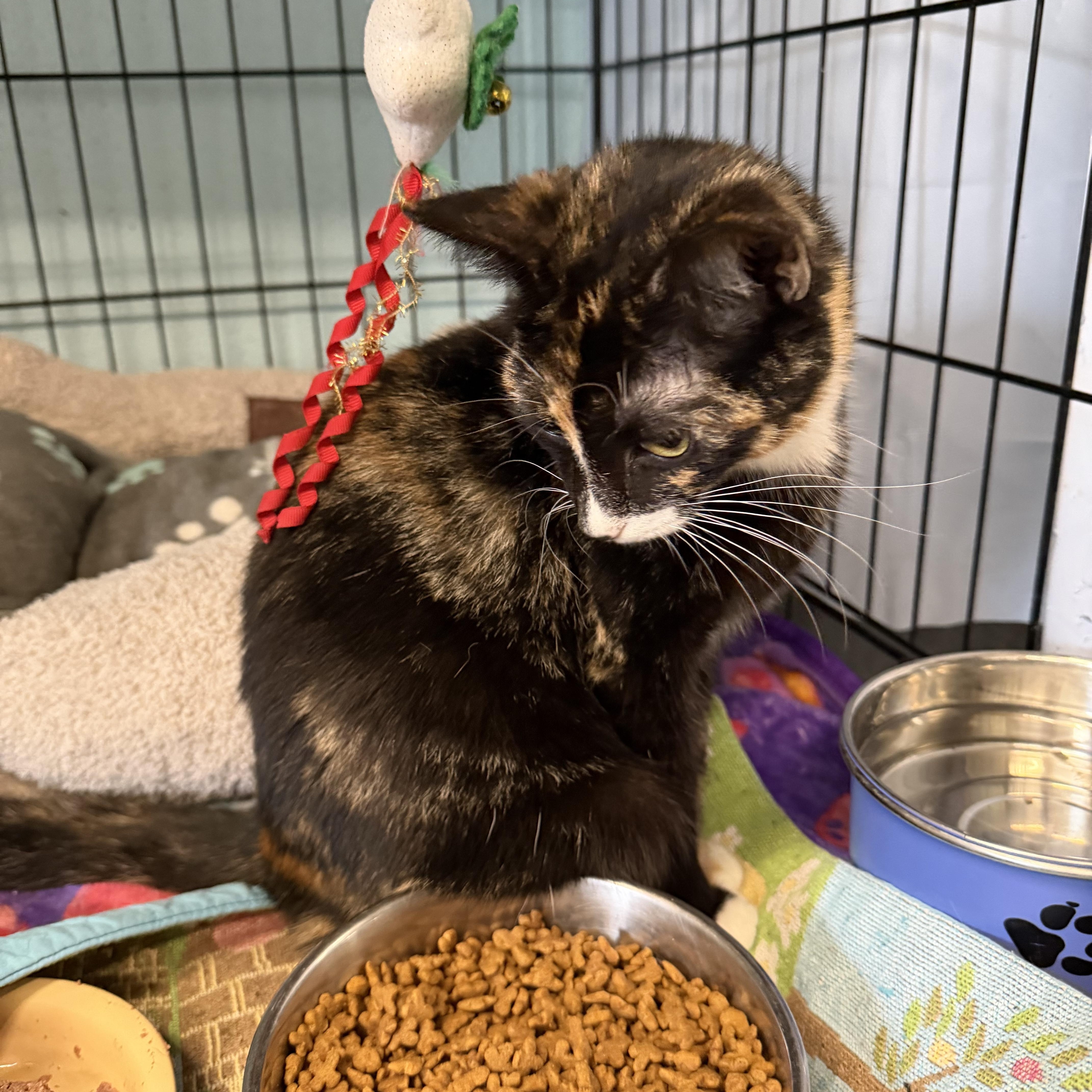 Precious thumbnail 2