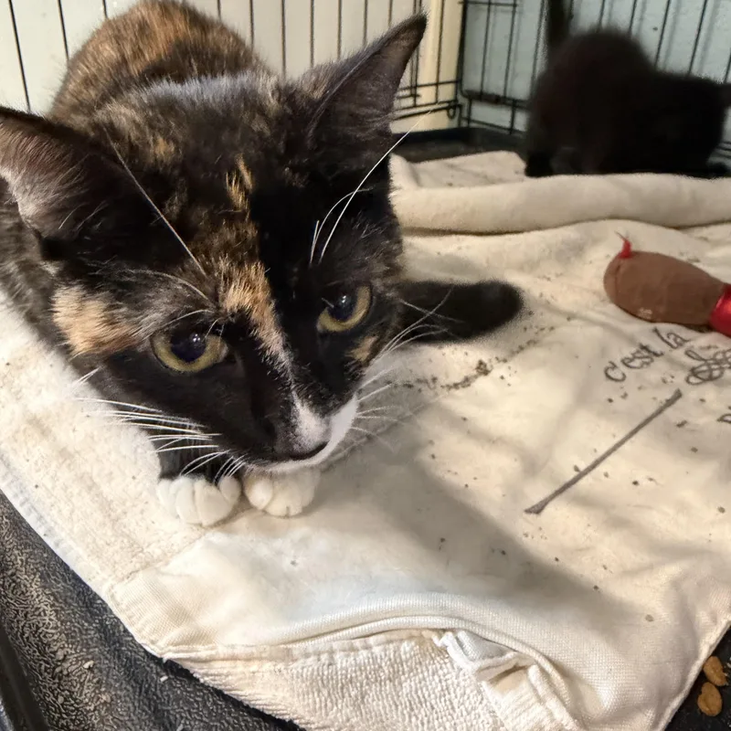 Precious thumbnail 3