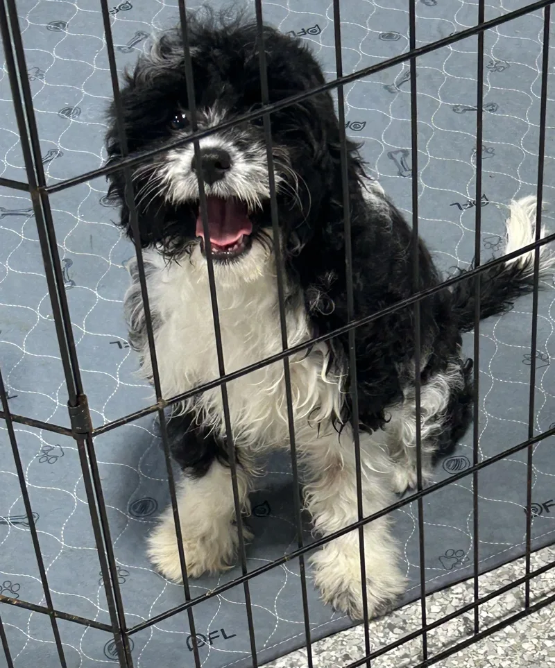 Cookie. . Lbs thumbnail 2