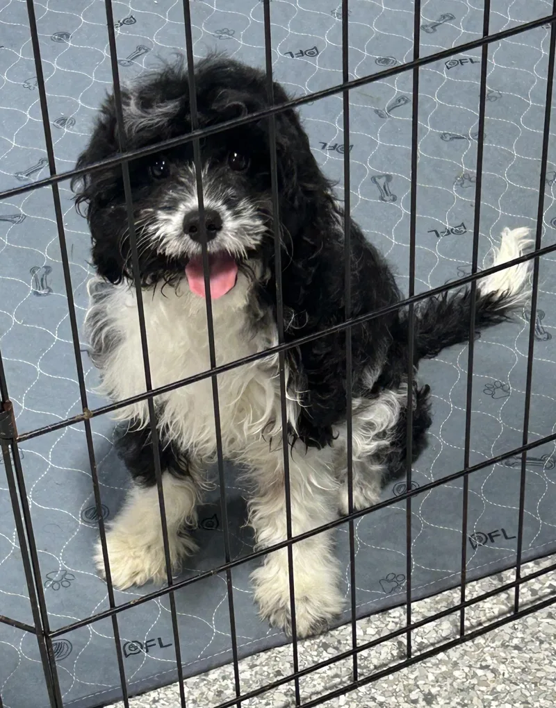 A baby small-sized female Black Cavapoo dog named Cookie. . Lbs for adoption in Antwerp, OH