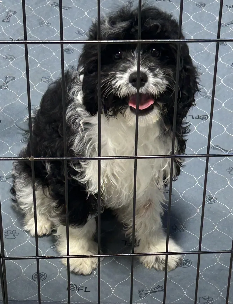 Cookie. . Lbs thumbnail 3