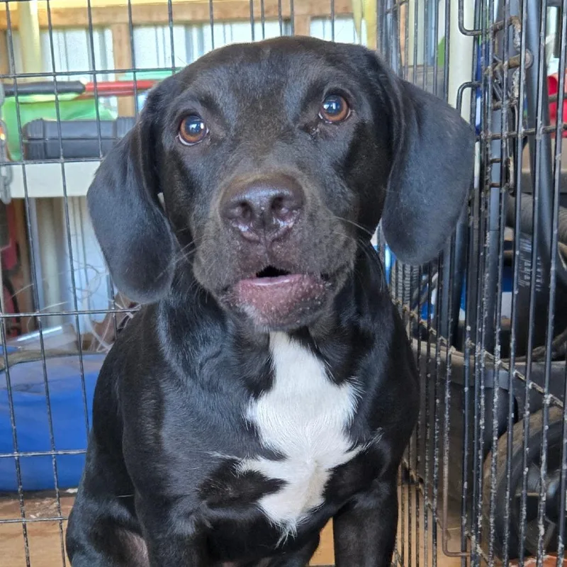 A young medium-sized male Black Labrador Retriever dog named Rockey for adoption in Floresville, TX