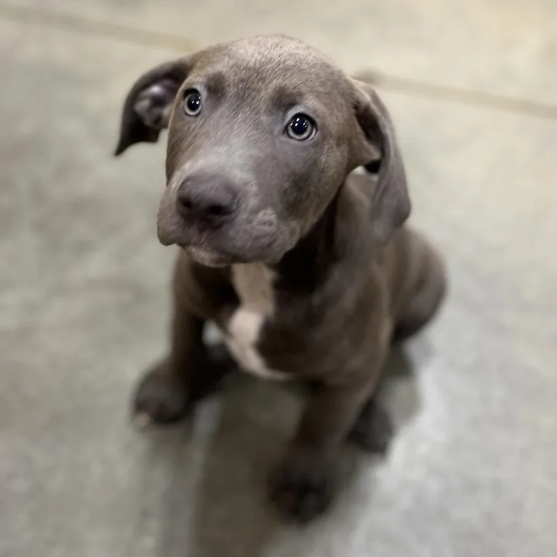 A baby medium-sized male Gray / Blue / Silver American Bulldog dog named Onyx TN for adoption in Kissimmee, FL