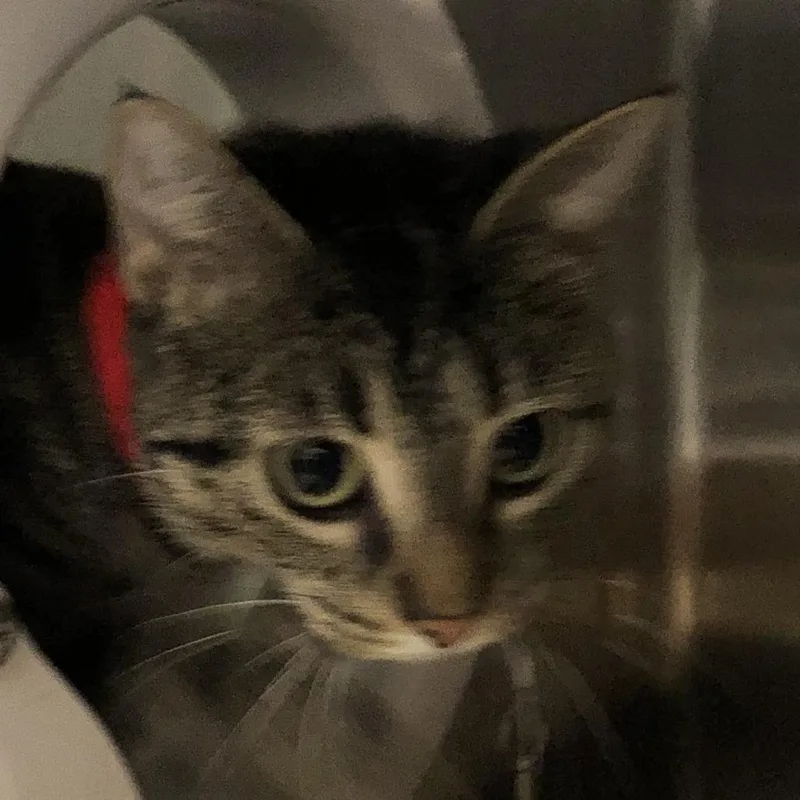 A young medium-sized female American Shorthair cat named Emerald for adoption in Oak Park, IL